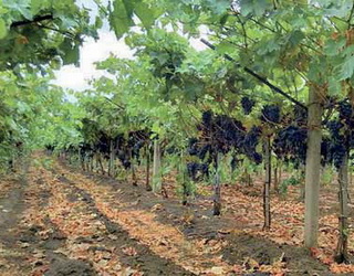 Щільні насадження винограду провокують розвиток хвороб